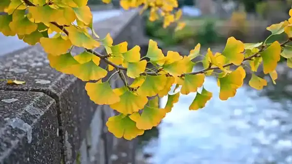 Fan-shaped ginkgo leaves moving in a breeze over the stone parapet of an old bridge, a river blurred below